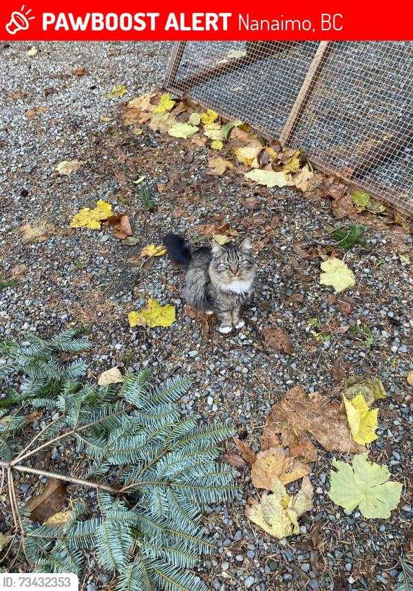 Lost Female Cat last seen Jinglepot/ Wellington road, Nanaimo, BC 