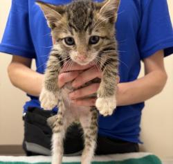 Shelter Stray Male Cat last seen Near Brisa Street, LIVERMORE, CA, 94550, 4651 Gleason Dr, Dublin, CA 94568, USA