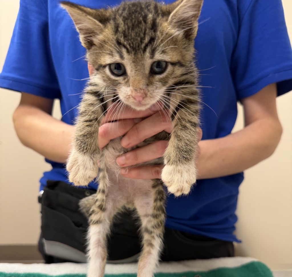 Shelter Stray Male Cat last seen Near Brisa Street, LIVERMORE, CA, 94550, 4651 Gleason Dr, Dublin, CA 94568, USA