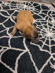 Shelter Stray Female Dog last seen San Diego, CA, 92115, 5500 Gaines St, San Diego, CA 92110, USA