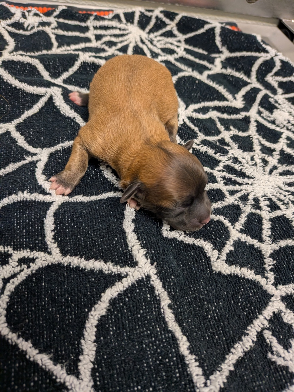 Shelter Stray Female Dog last seen San Diego, CA, 92115, 5500 Gaines St, San Diego, CA 92110, USA