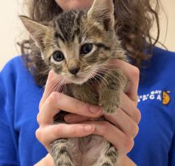 Shelter Stray Female Cat last seen Near Brisa Street, LIVERMORE, CA, 94550, 4651 Gleason Dr, Dublin, CA 94568, USA