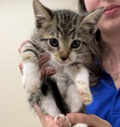 Shelter Stray Male Cat last seen Near Brisa Street, LIVERMORE, CA, 94550, 4651 Gleason Dr, Dublin, CA 94568, USA