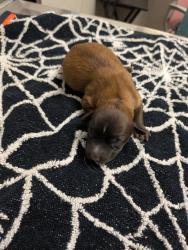 Shelter Stray Female Dog last seen San Diego, CA, 92115, 5500 Gaines St, San Diego, CA 92110, USA