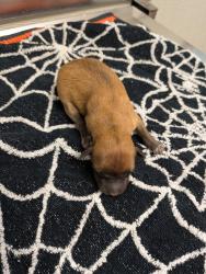 Shelter Stray Female Dog last seen San Diego, CA, 92115, 5500 Gaines St, San Diego, CA 92110, USA