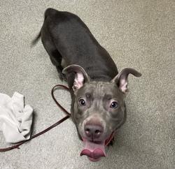 Shelter Stray Female Dog last seen Near E Grand Avenue, Escondido, CA, 92027, Escondido, CA 92027, USA