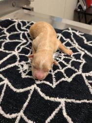 Shelter Stray Female Dog last seen San Diego, CA, 92115, 5500 Gaines St, San Diego, CA 92110, USA