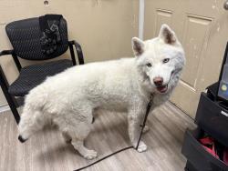 Shelter Stray Male Dog last seen Sunrise Ridge, Oceanside, CA, 92056, Oceanside, CA 92058, USA