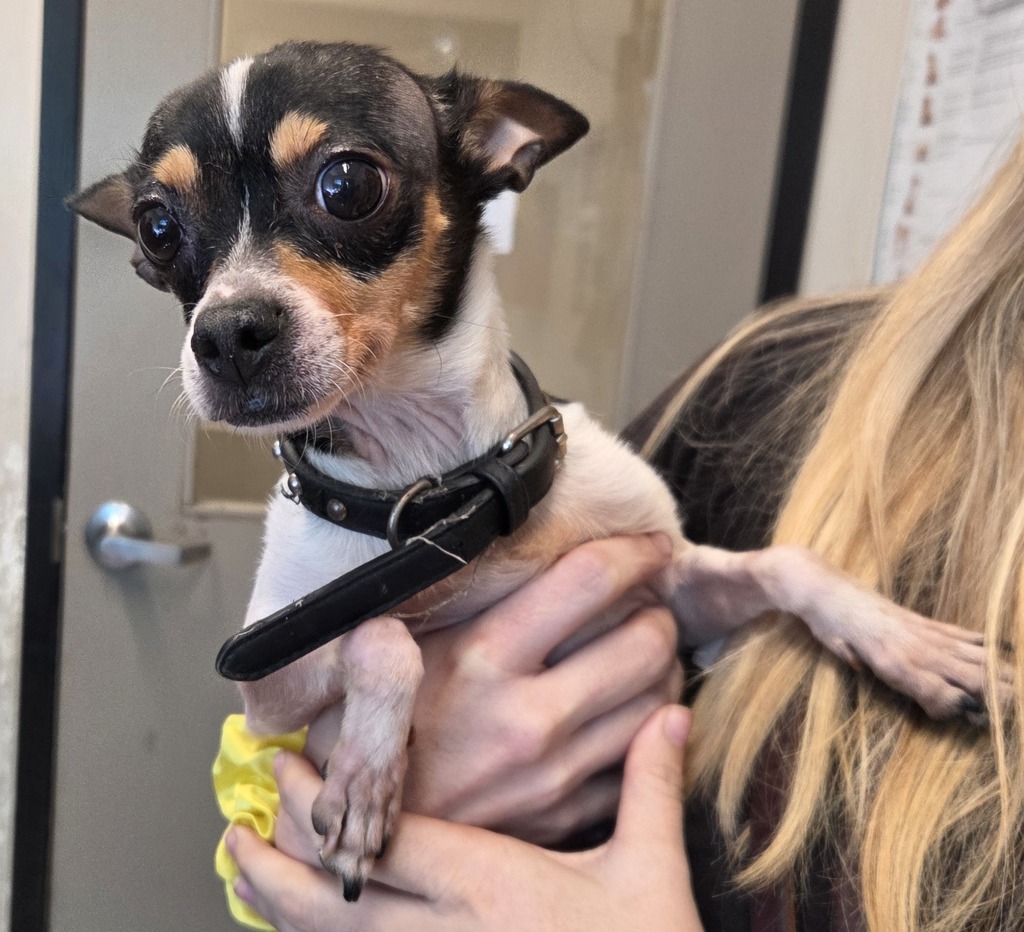 Shelter Stray Female Dog last seen Near Broadway, El Cajon, CA, 92021, El Cajon, CA 92020, USA