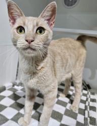 Shelter Stray Female Cat last seen Near E Douglas Avenue, El Cajon, CA, 92020, El Cajon, CA 92020, USA