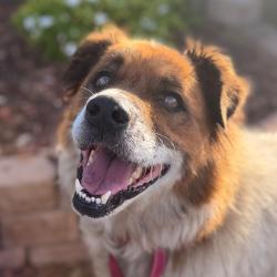 Shelter Stray Male Dog last seen Corando Avenue, San Diego, CA, 92154, 5500 Gaines St, San Diego, CA 92110, USA