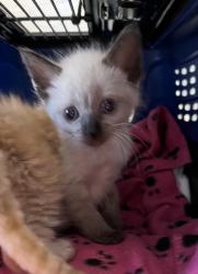 Shelter Stray Female Cat last seen Near S 35th Street, San Diego, CA, 92113, 5500 Gaines St, San Diego, CA 92110, USA