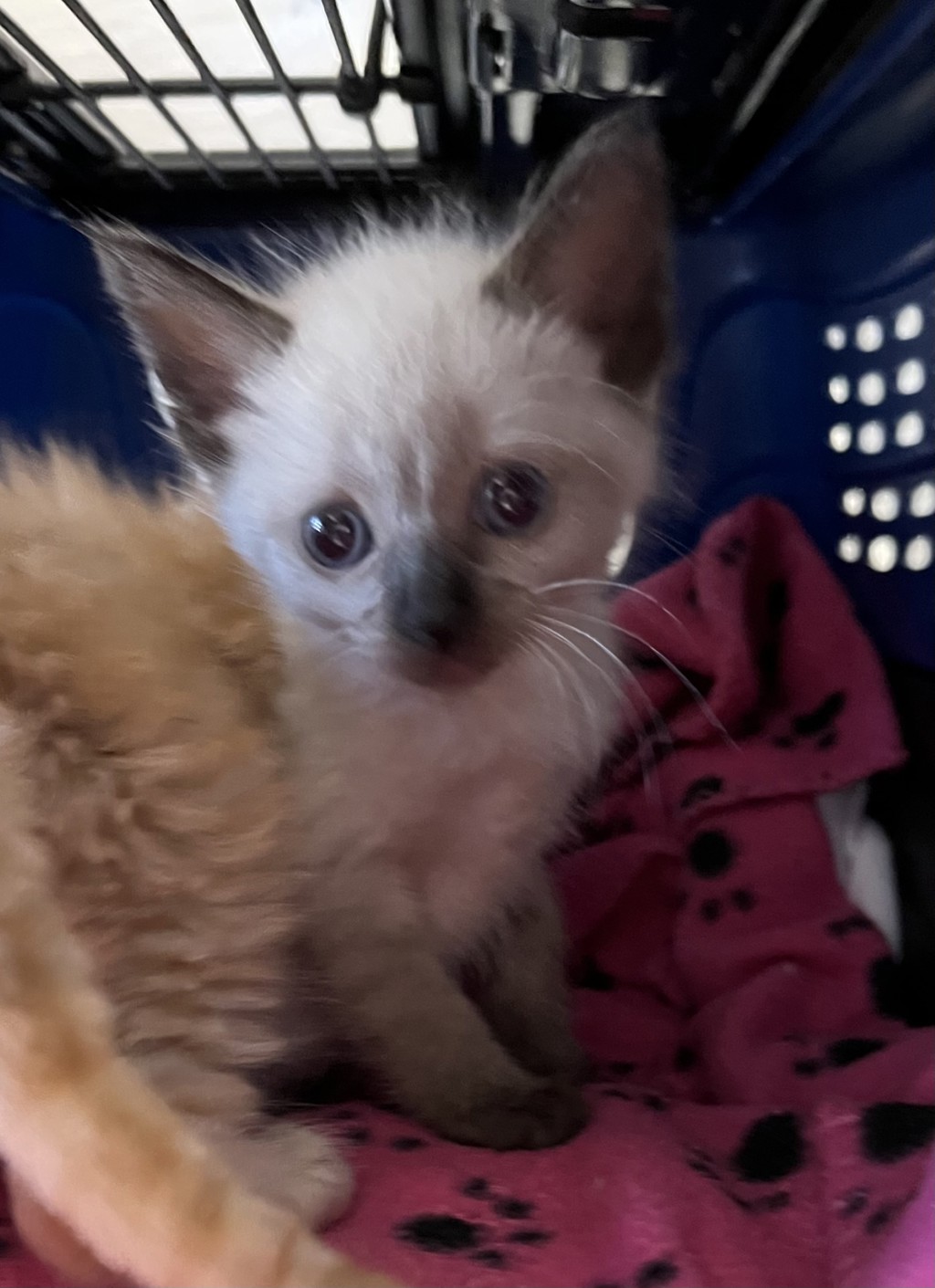 Shelter Stray Female Cat last seen Near S 35th Street, San Diego, CA, 92113, 5500 Gaines St, San Diego, CA 92110, USA