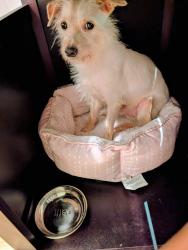 Reunited Male Dog last seen in the back alley of the 1822 Darling, Montréal, QC H1W 2W6