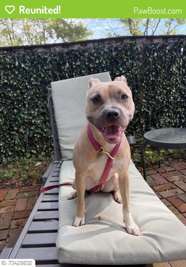 Reunited Female Dog last seen Pond at Crofton Library, Crofton, MD 21114