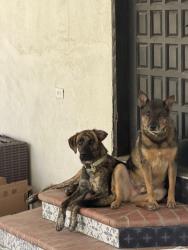 Lost Male Dog last seen Corona El Sobrante Landfill, Corona, CA 92883