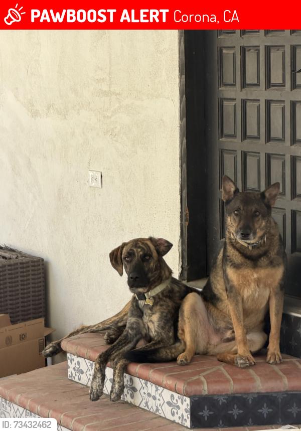 Lost Male Dog last seen Corona El Sobrante Landfill, Corona, CA 92883