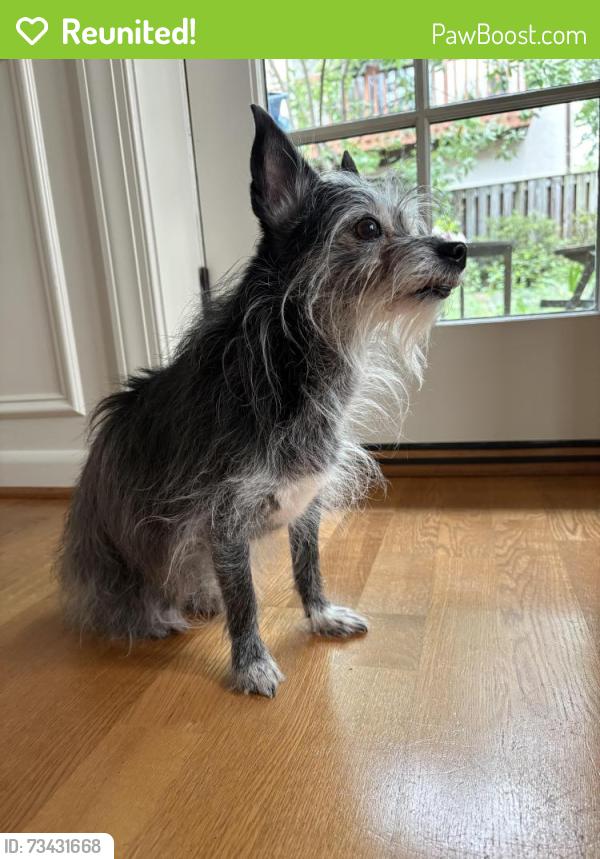 Reunited Female Dog last seen Charles St, Baltimore, MD 21230