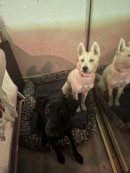 Reunited Female Dog last seen Near Baltimore Dr, La Mesa, CA 91942
