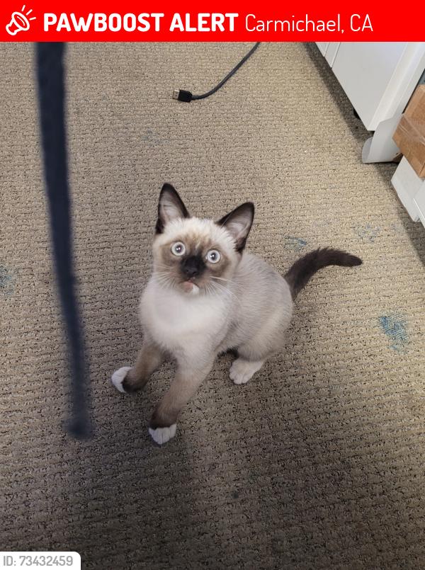 Lost Male Cat last seen 6421 miles lane, Carmichael, CA 95608