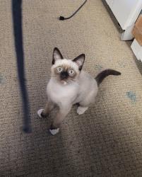 Lost Male Cat last seen 6421 miles lane, Carmichael, CA 95608