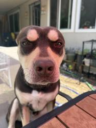 Reunited Male Dog last seen Coloma Rd and Malaga Way, Rancho Cordova, CA 95670