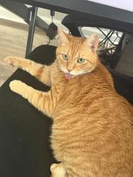 Lost Male Cat last seen Near Stuyvesant Ave, Ariel Nails Salon, Union, NJ 07083
