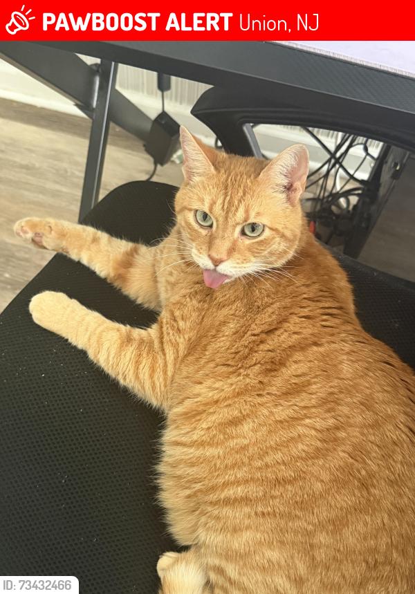 Lost Male Cat last seen Near Stuyvesant Ave, Ariel Nails Salon, Union, NJ 07083