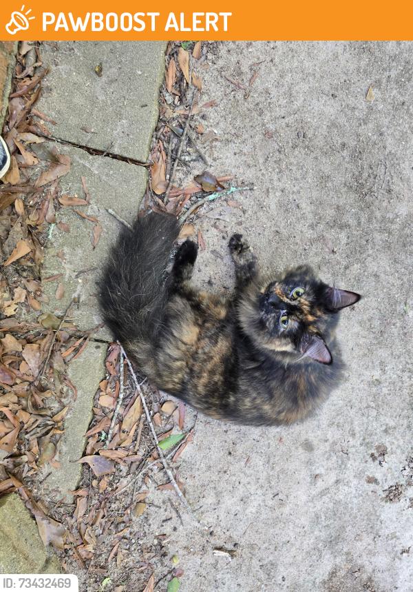 Found/Stray Female Cat last seen Cannon Road & Centerville Rosebud Rd, Gwinnett County, GA 30052