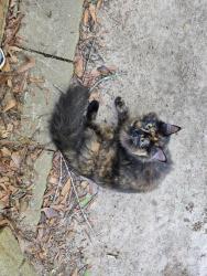 Found/Stray Female Cat last seen Cannon Road & Centerville Rosebud Rd, Gwinnett County, GA 30052