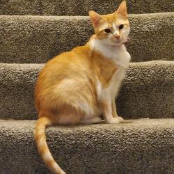 Shelter Stray Female Cat last seen , 2350 Appling City Cove, Memphis, TN 38133, USA