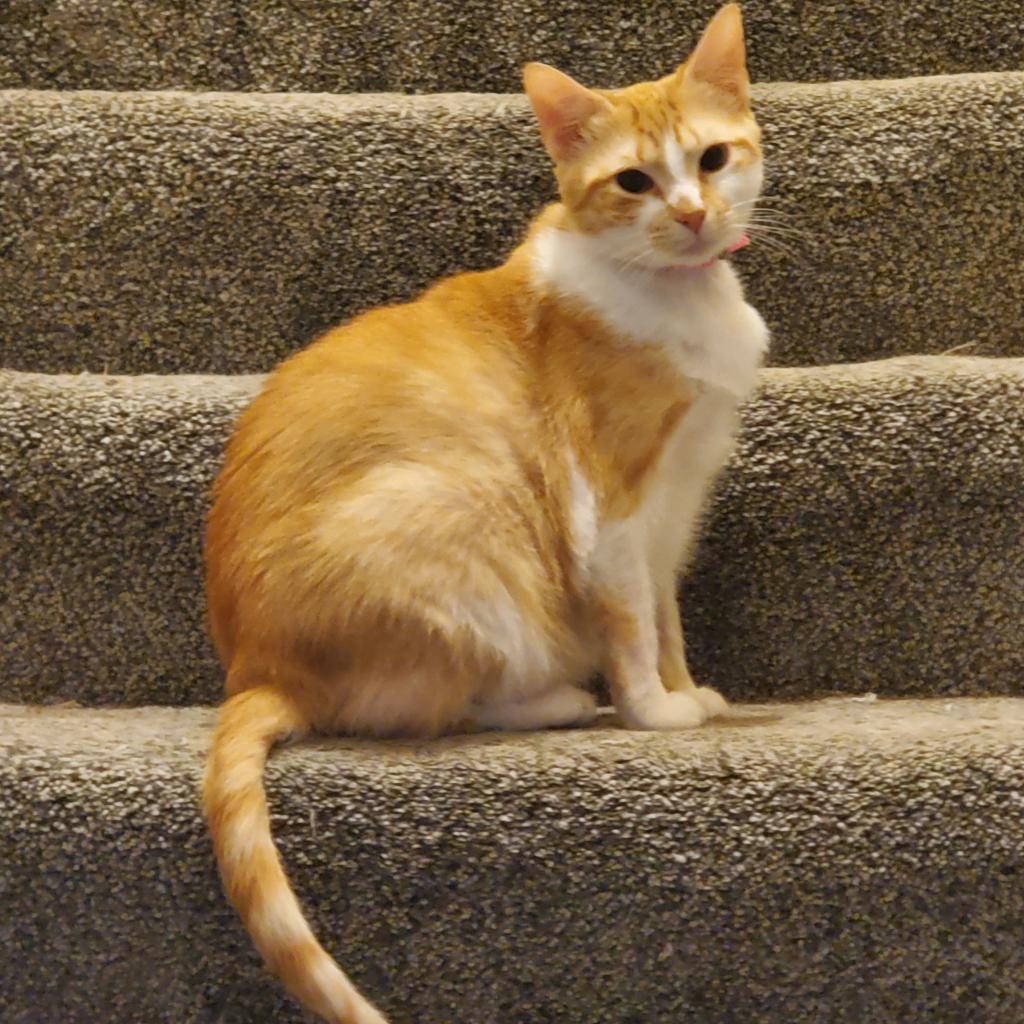 Shelter Stray Female Cat last seen , 2350 Appling City Cove, Memphis, TN 38133, USA