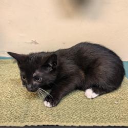 Shelter Stray Male Cat last seen , 361 S Raymond Ave, Pasadena, CA 91105, USA