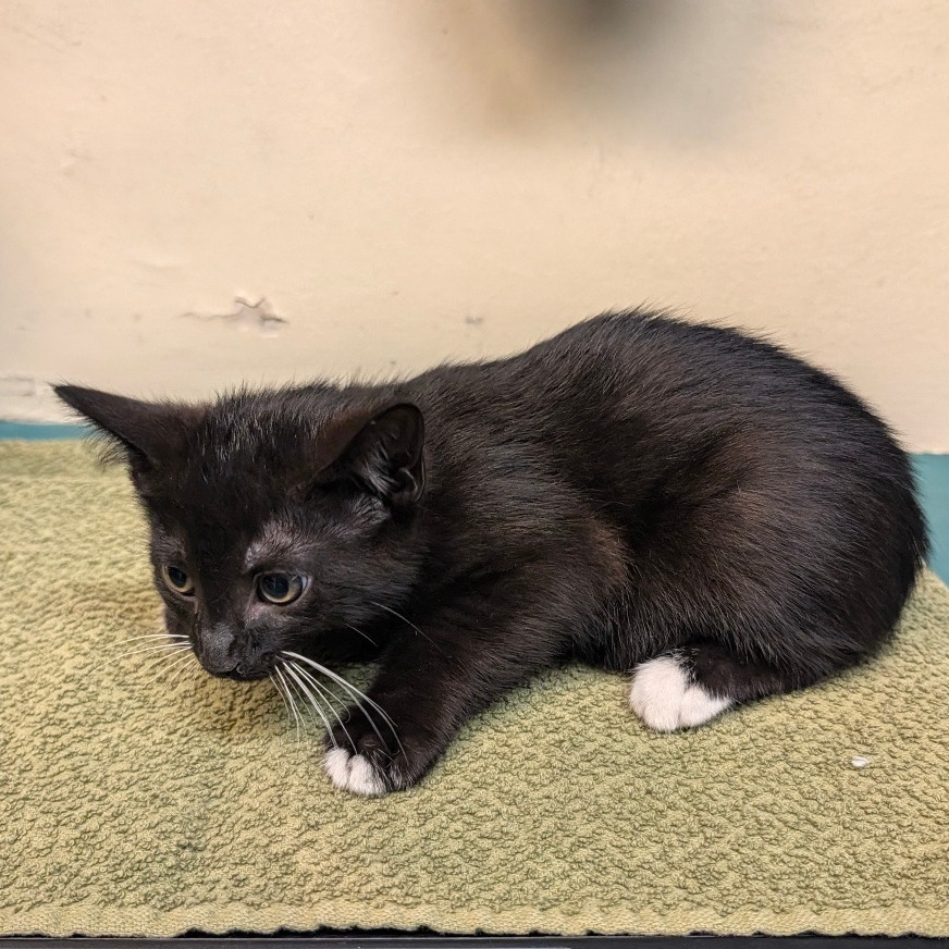 Shelter Stray Male Cat last seen , 361 S Raymond Ave, Pasadena, CA 91105, USA