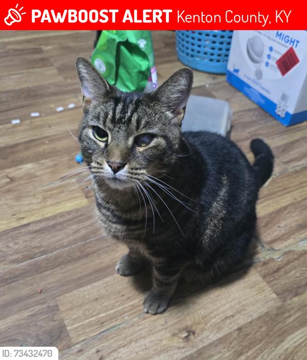 Lost Male Cat last seen Ash re Covington KY 41015, Kenton County, KY 41015