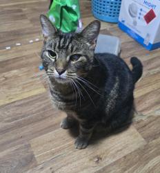 Lost Male Cat last seen Ash re Covington KY 41015, Kenton County, KY 41015