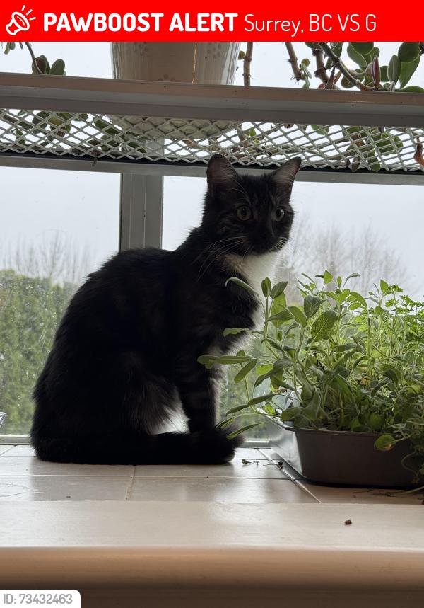 Lost Female Cat last seen Blumsen park 155st and 34 ave, Surrey, BC V3S 0G4