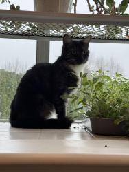 Lost Female Cat last seen Blumsen park 155st and 34 ave, Surrey, BC V3S 0G4