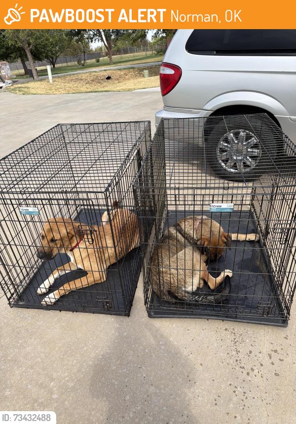 Found/Stray Male Dog last seen At lake Stanley, Norman, OK 73019