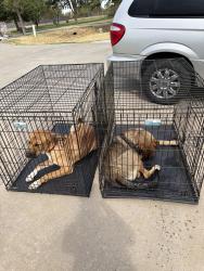 Found/Stray Male Dog last seen At lake Stanley, Norman, OK 73019
