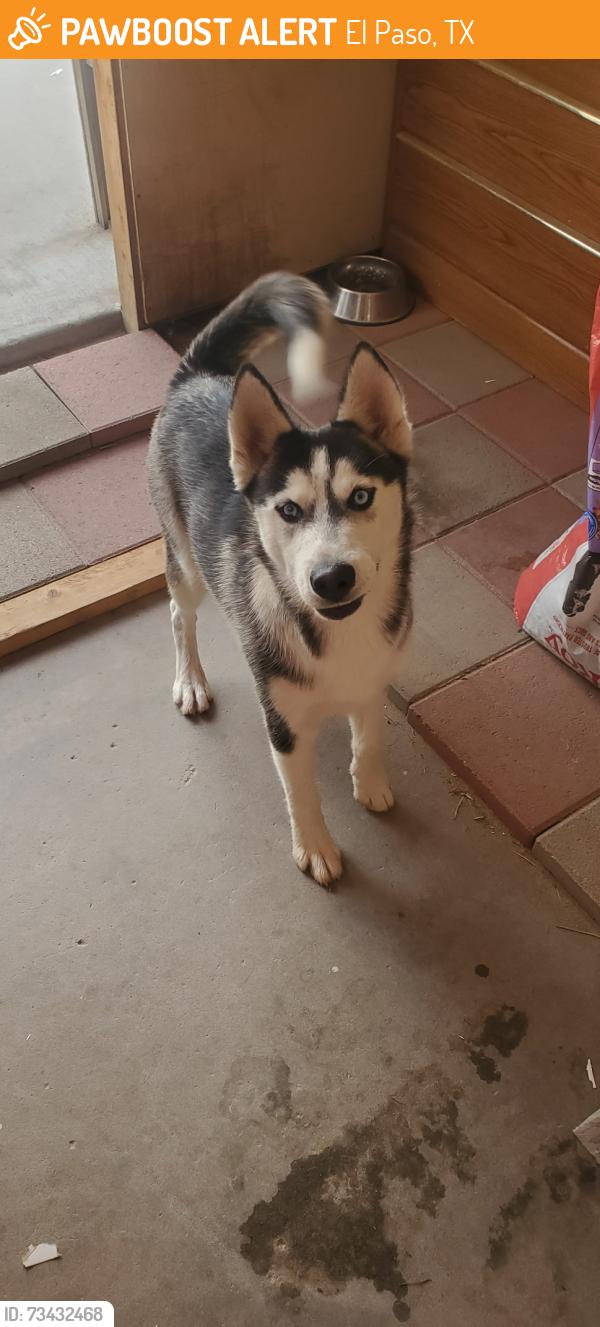 Found/Stray Male Dog last seen Lomaland Dr & Gilbert Dr, El Paso, TX 79907