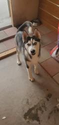 Found/Stray Male Dog last seen Lomaland Dr & Gilbert Dr, El Paso, TX 79907