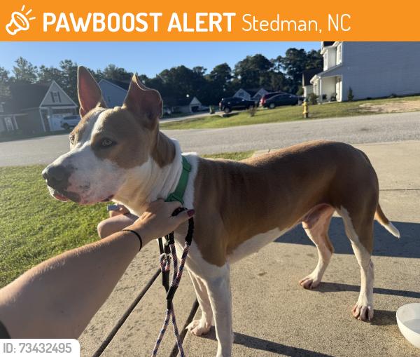 Found/Stray Male Dog last seen Raspberry Rd/Hwy 24, Stedman, NC 28391