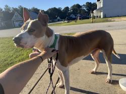 Found/Stray Male Dog last seen Raspberry Rd/Hwy 24, Stedman, NC 28391