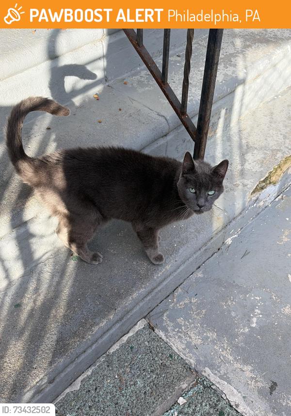 Found/Stray Unknown Cat last seen Landis St, Philadelphia, PA 19124