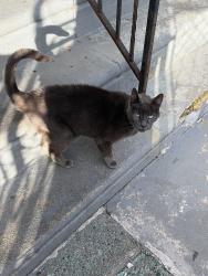 Found/Stray Unknown Cat last seen Landis St, Philadelphia, PA 19124