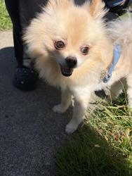 Found/Stray Male Dog last seen Thayne, Cleveland Heights, OH 44118