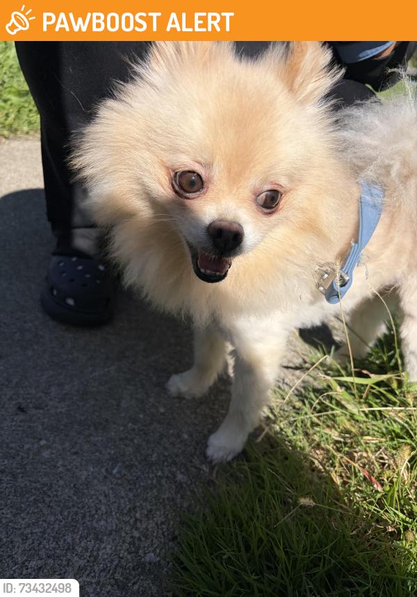 Found/Stray Male Dog last seen Thayne, Cleveland Heights, OH 44118