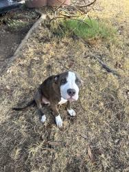 Found/Stray Female Dog last seen Near belmeade drive, Fort Worth, TX 76115