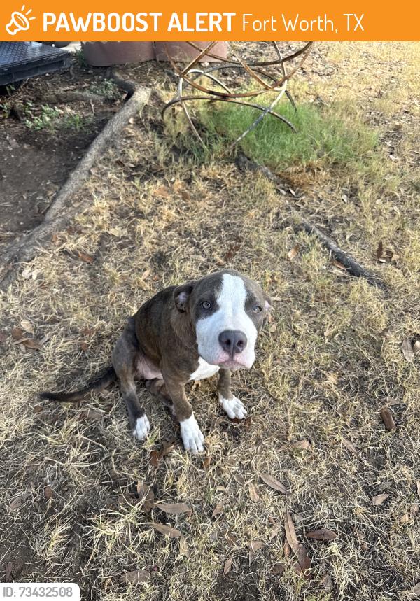 Found/Stray Female Dog last seen Near belmeade drive, Fort Worth, TX 76115